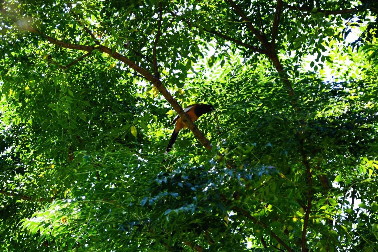 Shanta Ghar A Rustic Guesthouse Chitwan Exteriör bild